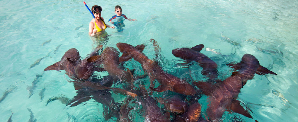 Bahamas Nurse sharks