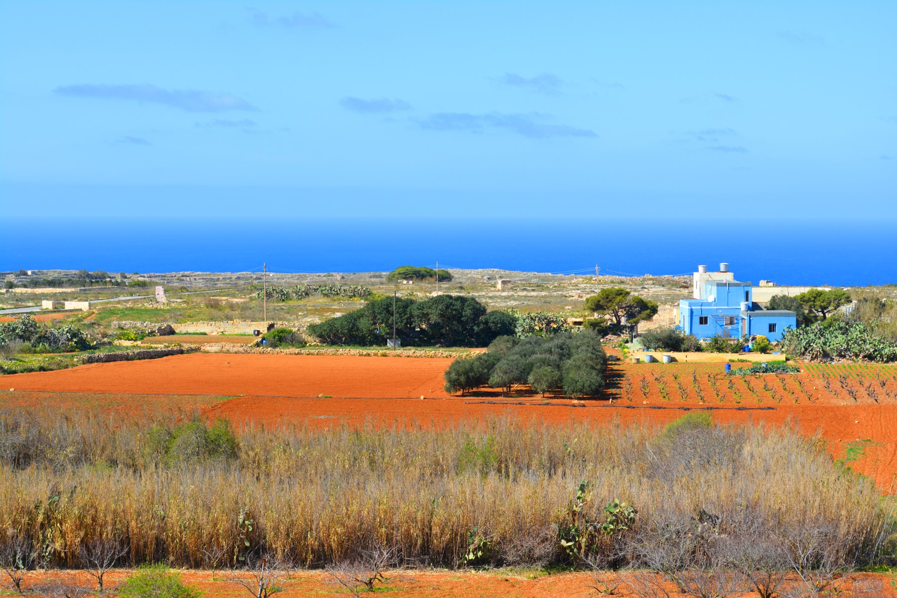 Red cultivated fields, olive trees and a blue farmhouse near Bahrija