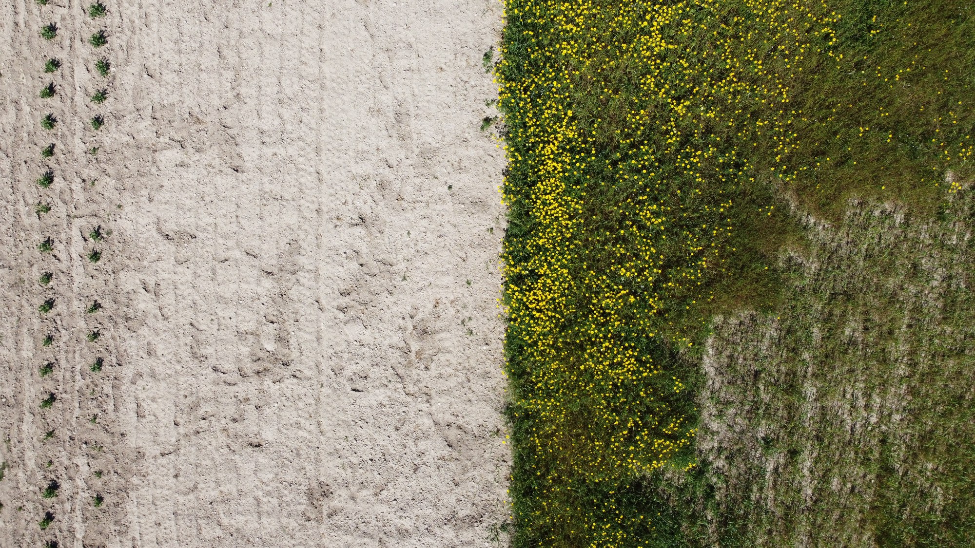 Top-down view of cultivated earth meeting a field of yellow wildflowers