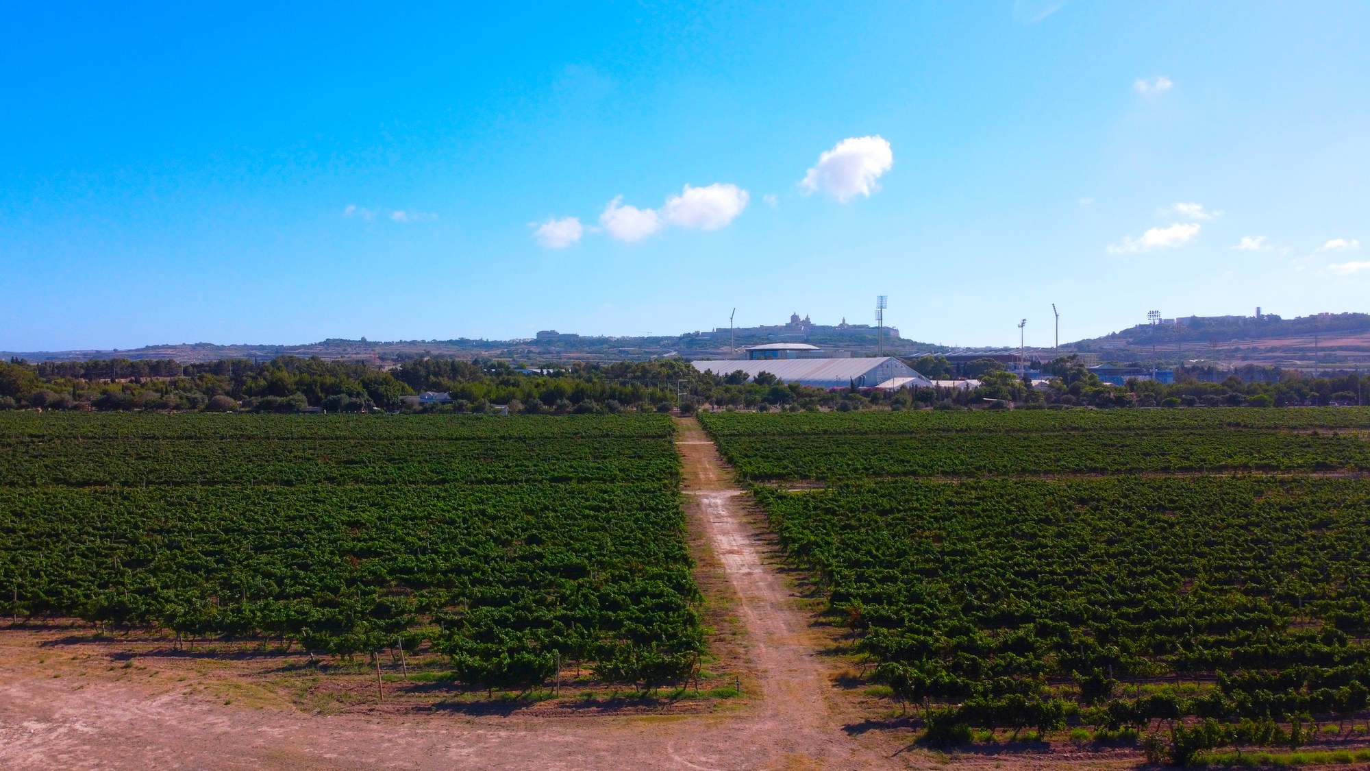Vineyard rows stretching towards Malta's rural horizon