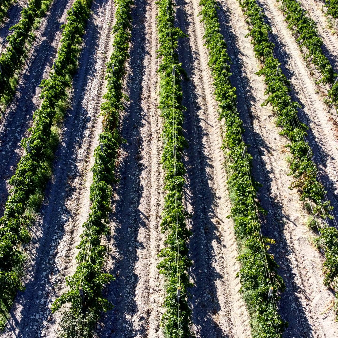 Geometric rows of vines casting long shadows across pale soil