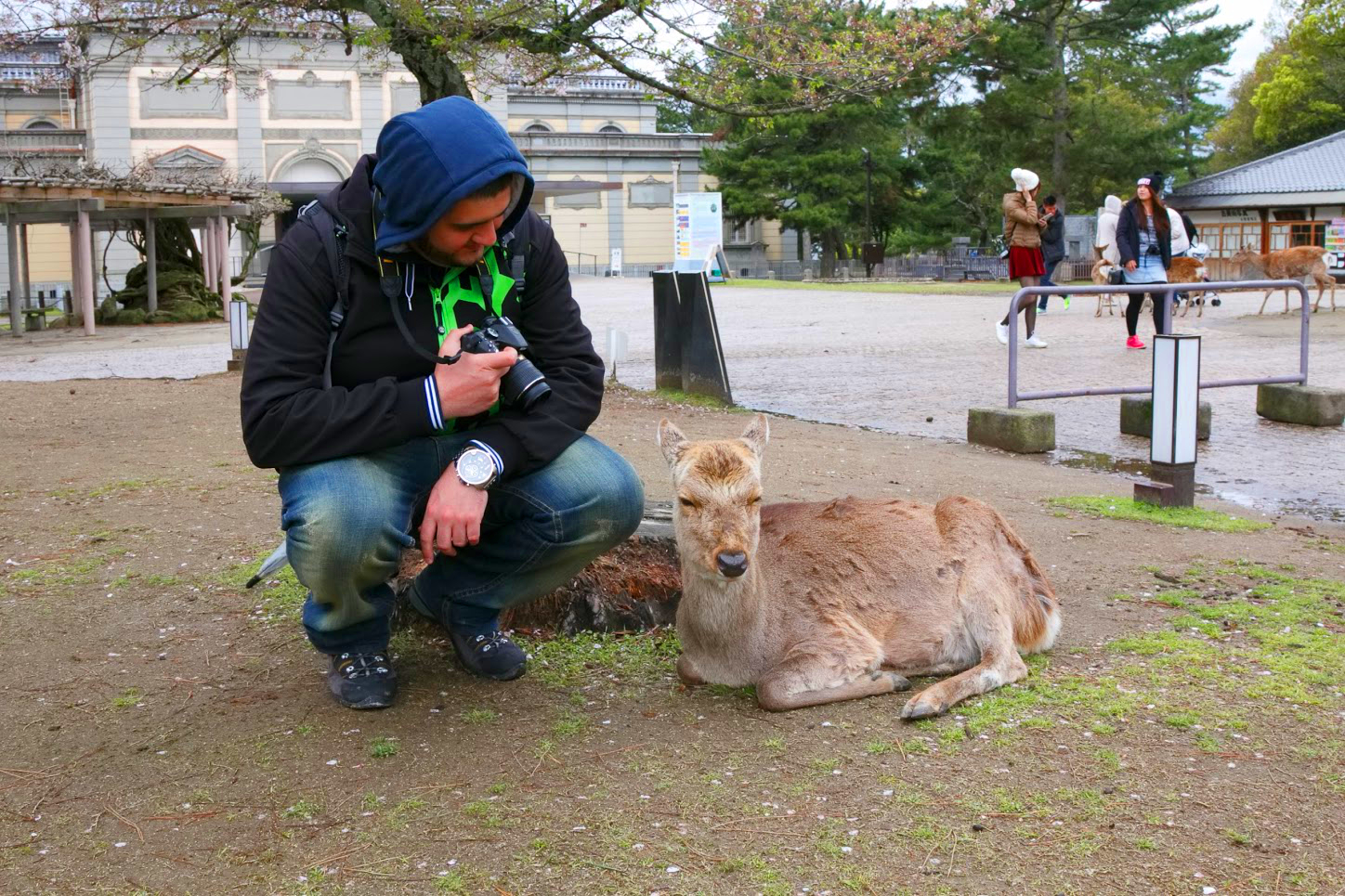 An experience with the Sika deer of Nara
