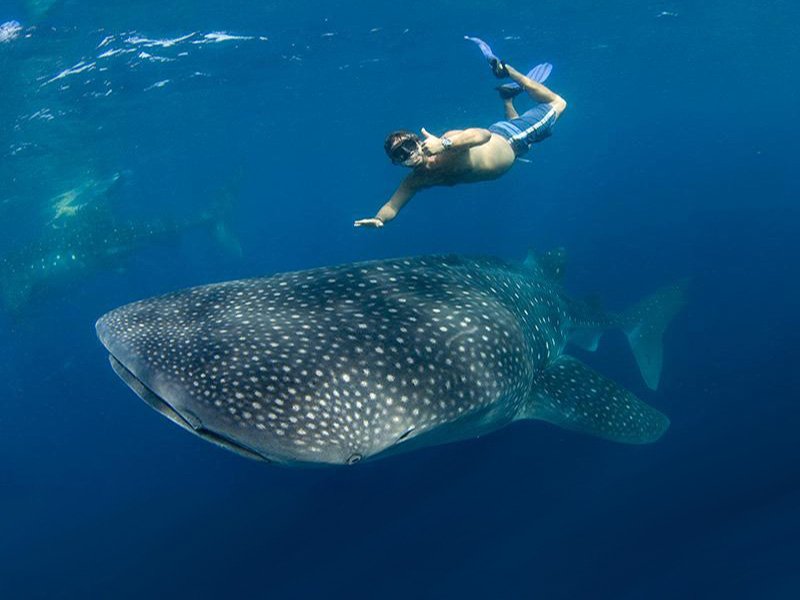 The Best Places to Swim with Whale Sharks